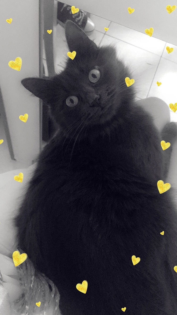 Rukia a rejoint le concours — aidez-le/la à gagner de superbes lots ! black, black_cat, bombay, british_longhair, carnivore, cat, chartreux, domestic_long_haired_cat, domestic_short_haired_cat, felidae, fur, korat, nebelung, russian_blue, small_to_medium_sized_cats, tail, whiskers