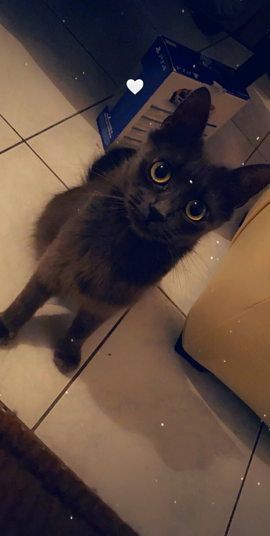 Rukia participe au concours pour gagner de l'argent avec cette photo : asian, black_cat, carnivore, cat, domestic_long_haired_cat, domestic_short_haired_cat, european_shorthair, eye, felidae, fur, kitten, korat, mammal, nebelung, persian, polydactyl_cat, small_to_medium_sized_cats, tail, tile, whiskers