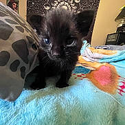 Binx is registered to the contest to win money with this photo: kitten, black_cat, blue_eyes, blanket, bed, pillow, indoor, tapestry, cosmic, wall_art, fur, curious, pet, feline, small, cute, domestic_animal, cozy, young, animal