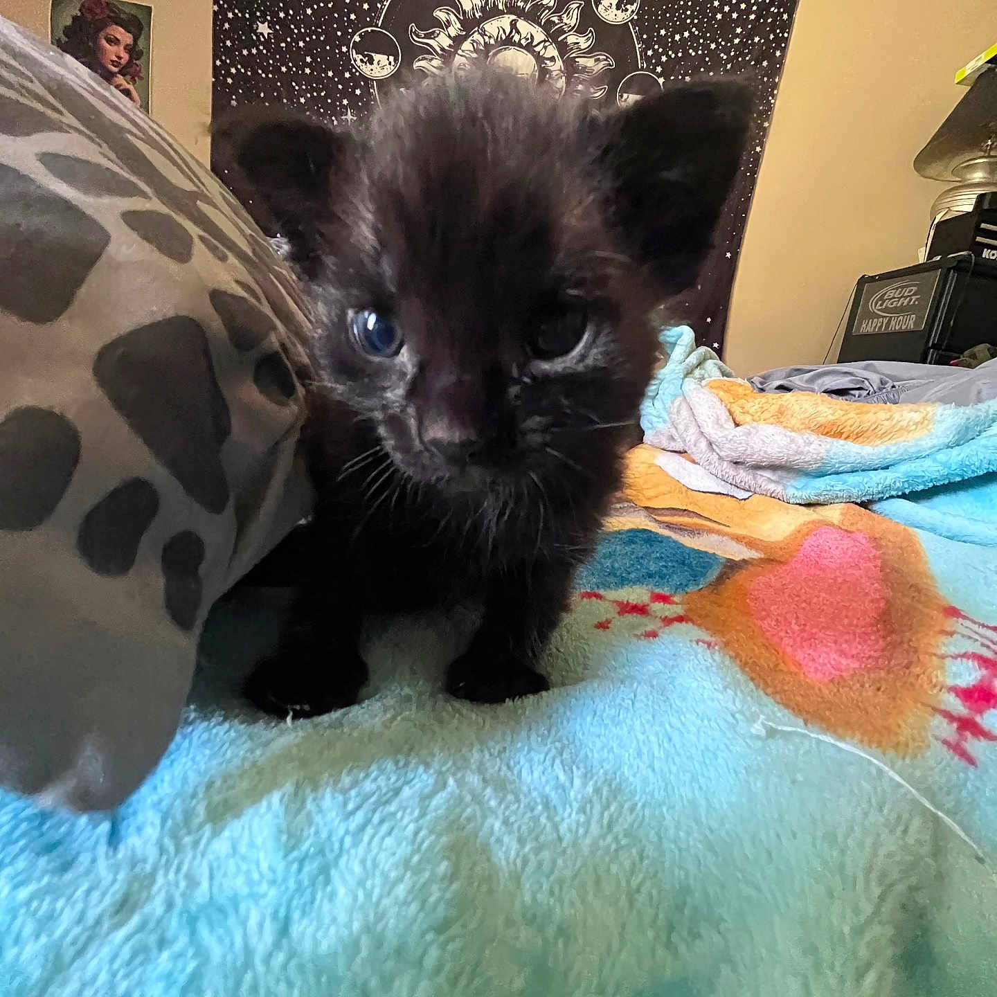 Binx is registered to the contest to win money with this photo: animal, bed, black_cat, blanket, blue_eyes, cosmic, cozy, curious, cute, domestic_animal, feline, fur, indoor, kitten, pet, pillow, small, tapestry, wall_art, young