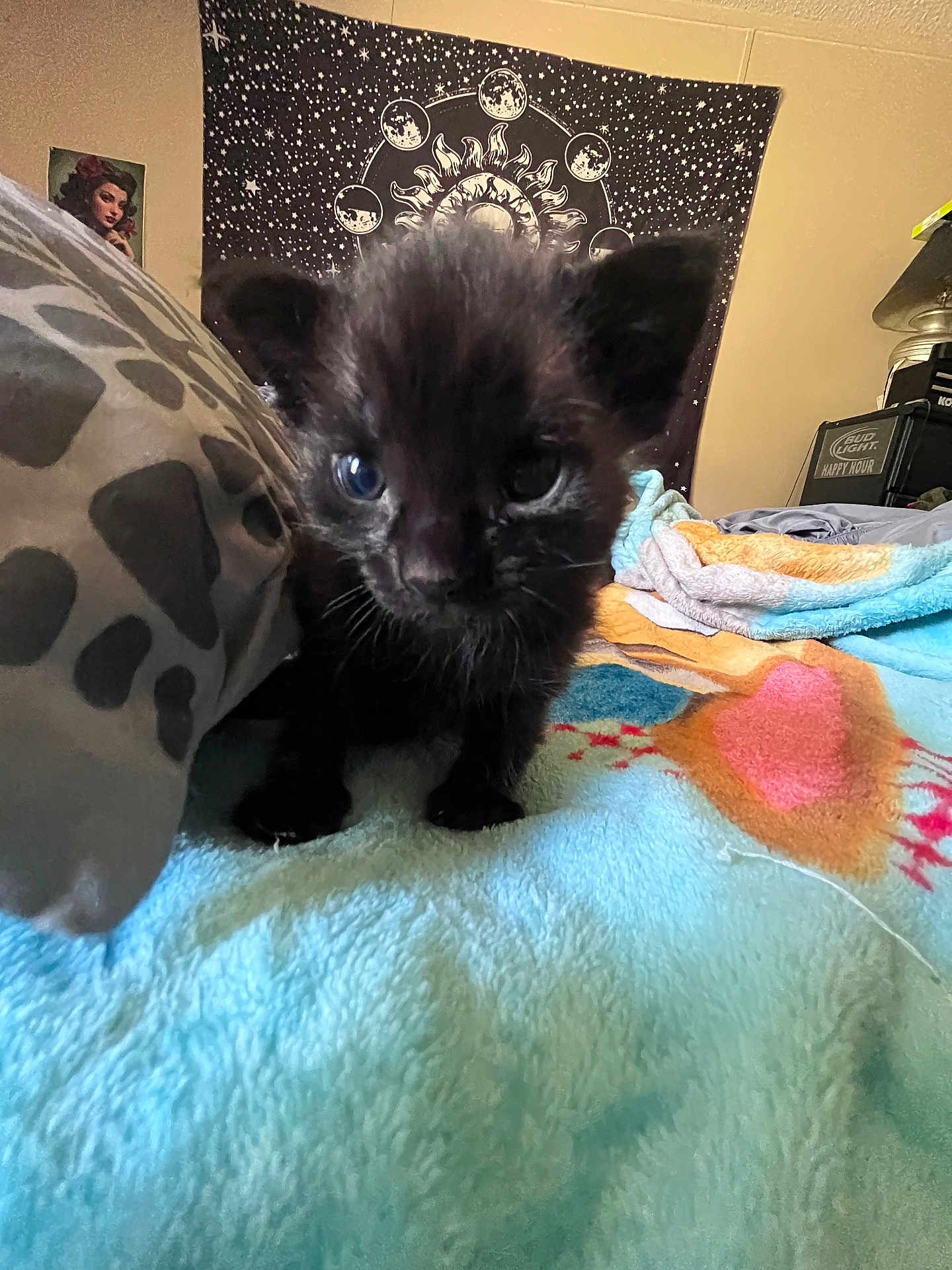 Binx is registered to the contest to win money with this photo: kitten, black_cat, blue_eyes, blanket, bed, pillow, indoor, tapestry, cosmic, wall_art, fur, curious, pet, feline, small, cute, domestic_animal, cozy, young, animal