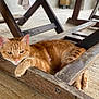 cat, ginger_cat, wooden_chair, floor, relaxed, pet, indoor, animal, feline, resting, paws, ears, fur, collar, home, quiet, cozy, laying_down, wood, natural_light