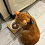 Kamelle a rejoint le concours — aidez-le/la à gagner de superbes lots ! cat, orange_tabby, glasses, pet_food, food_bowl, floor, tile_floor, indoor, cabinet, curious, feline, whiskers, ears, tail, domestic_cat, wooden_bowl_holder, kitchen, household, cute, sitting