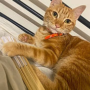 Kamelle participe au concours pour gagner de l'argent avec cette photo : cat, ginger_cat, tabby, pet, bed, bedding, fan, orange_collar, paws, fur, whiskers, indoor, resting, looking, animal, cute, feline, domestic_cat, curious, closeup