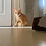 animal, cat, collar, curious, domestic, door, feline, floor, ginger_cat, hallway, home, indoor, light, pet, quiet, reflection, shadow, still_life, whiskers, wooden_door