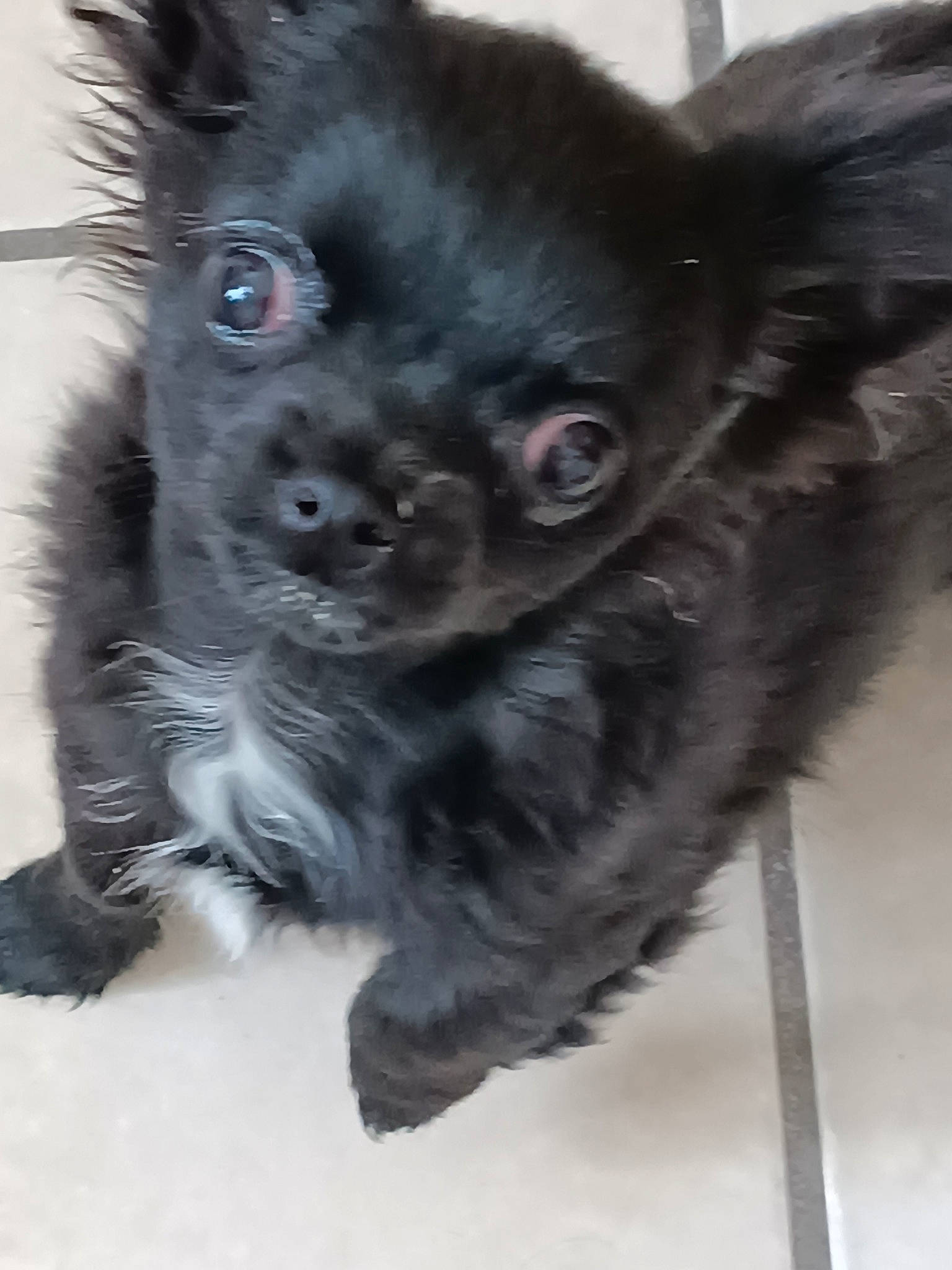 Ulk a rejoint le concours — aidez-le/la à gagner de superbes lots ! canidae, carnivore, companion_dog, dog, dog_breed, dog_supply, ear, fawn, felidae, fur, liver, non_sporting_group, paw, snout, sporting_group, tail, terrestrial_animal, toy_dog, whiskers, working_animal