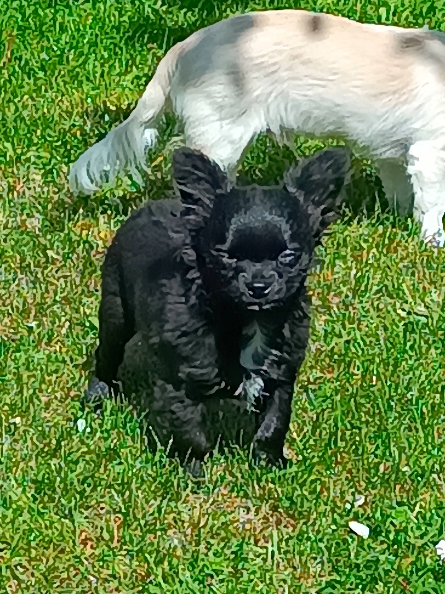 Ulk participe au concours pour gagner de l'argent avec cette photo : art, canidae, companion_dog, dog_breed, fawn, fur, grass, grassland, groundcover, livestock, pasture, personal_protective_equipment, sculpture, snout, sporting_group, terrestrial_animal, wildlife, working_animal
