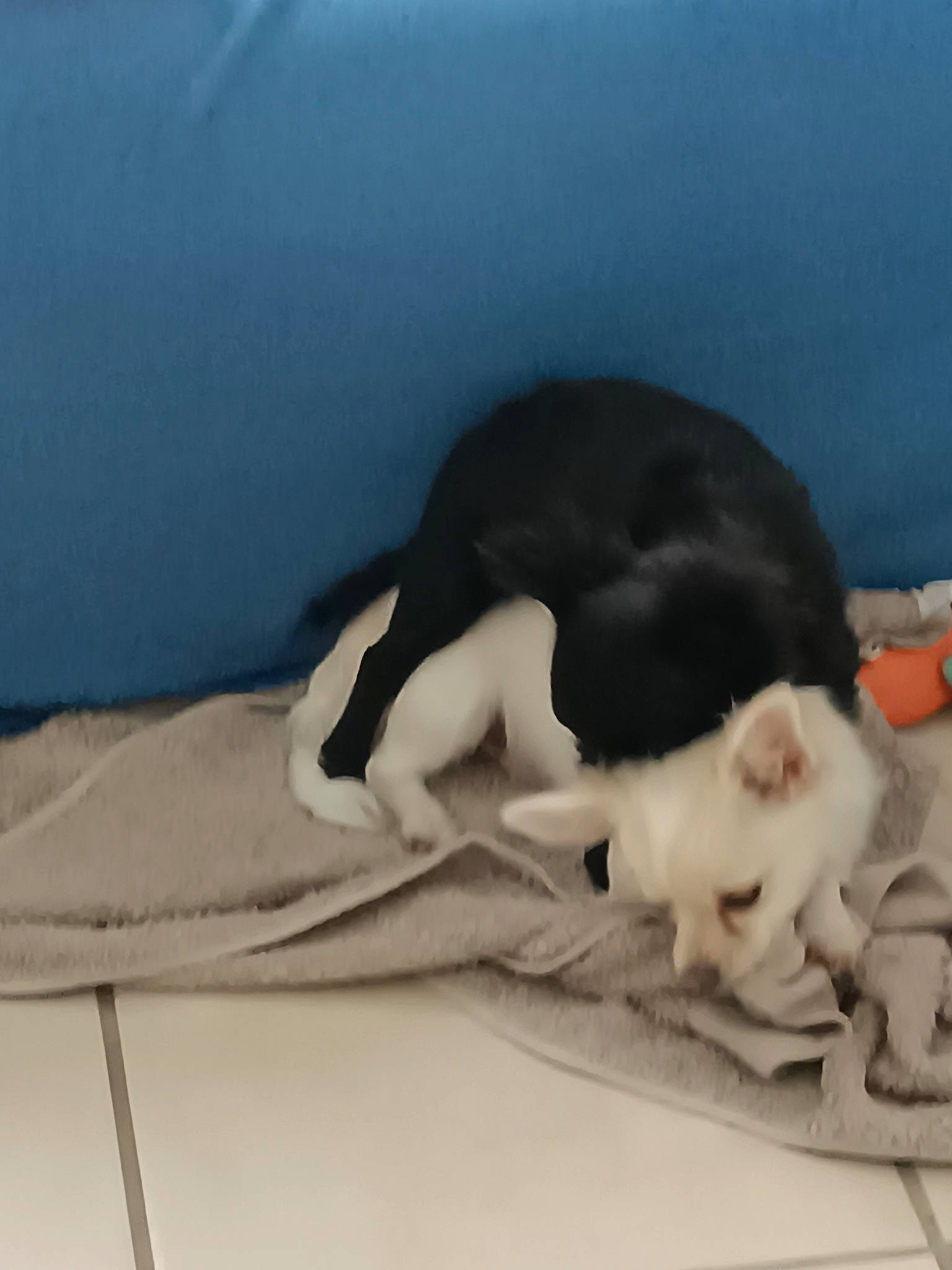 Ulk a rejoint le concours — aidez-le/la à gagner de superbes lots ! bed, bedding, canidae, carnivore, cat, comfort, companion_dog, dog_breed, domestic_short_haired_cat, felidae, fur, linens, nap, paw, small_to_medium_sized_cats, snout, sporting_group, tail, whiskers, wood