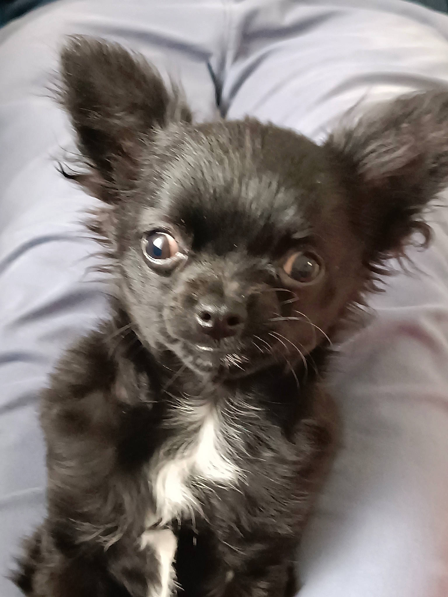 Ulk participe au concours pour gagner de l'argent avec cette photo : canidae, carnivore, chihuahua, companion_dog, corgi_chihuahua, dog, dog_breed, dog_supply, ear, eye, fawn, fur, liver, russkiy_toy, snout, sporting_group, terrestrial_animal, toy_dog, whiskers, working_animal