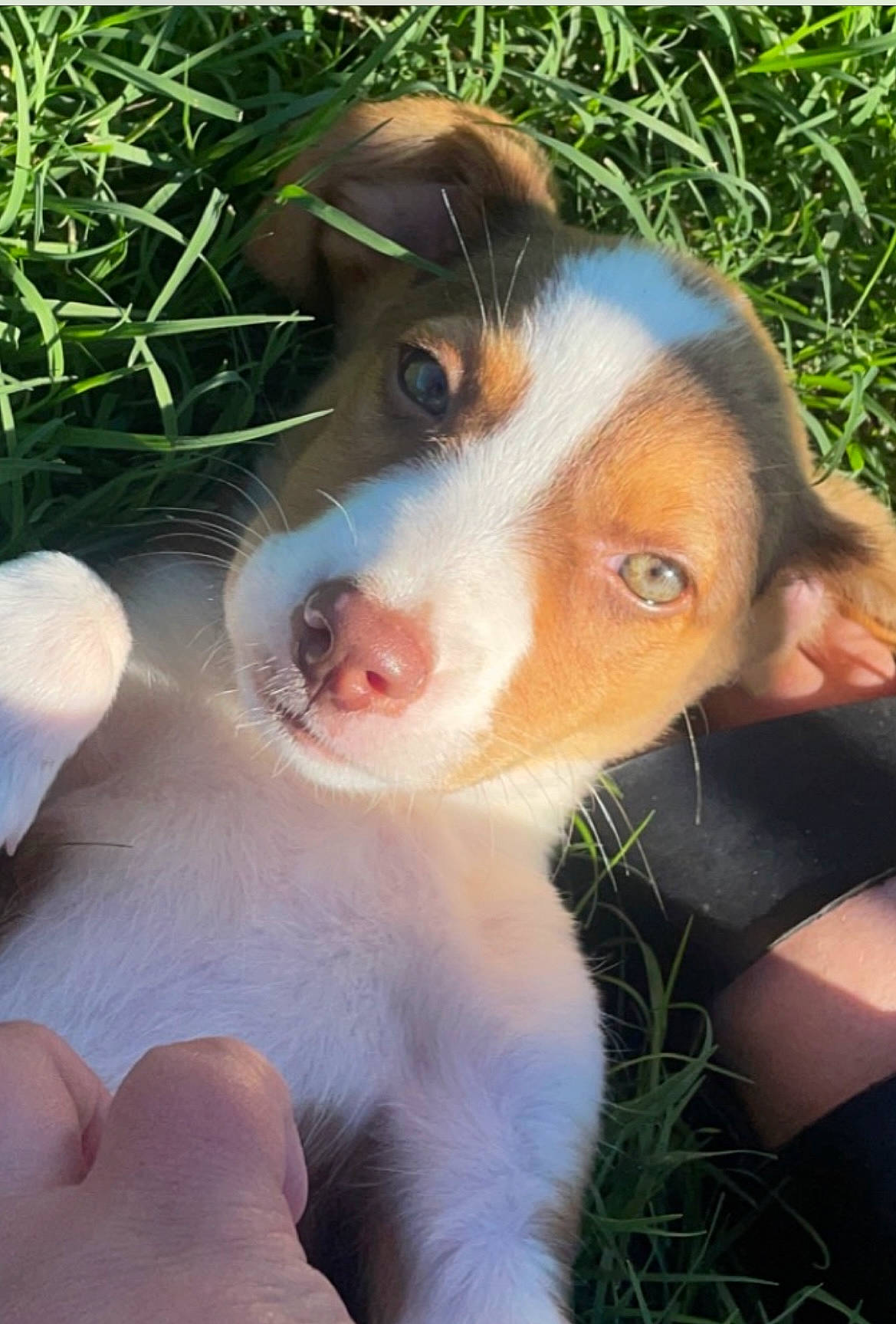 Sandie joined the competition — help win amazing prizes! ball, canidae, carnivore, companion_dog, dog, dog_breed, fawn, fur, grass, herb, herding_dog, hound, hunting_dog, paw, plant, puppy, snout, sporting_group, whiskers, working_dog