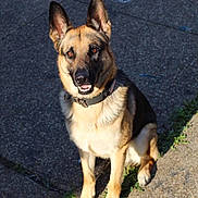 Riley joined the competition — help win amazing prizes! alert, animal, canine, collar, concrete, daylight, dog, ears_up, friendly, german_shepherd, grass, ground, looking_up, nature, outdoor, path, pet, sitting, smiling, sunlight