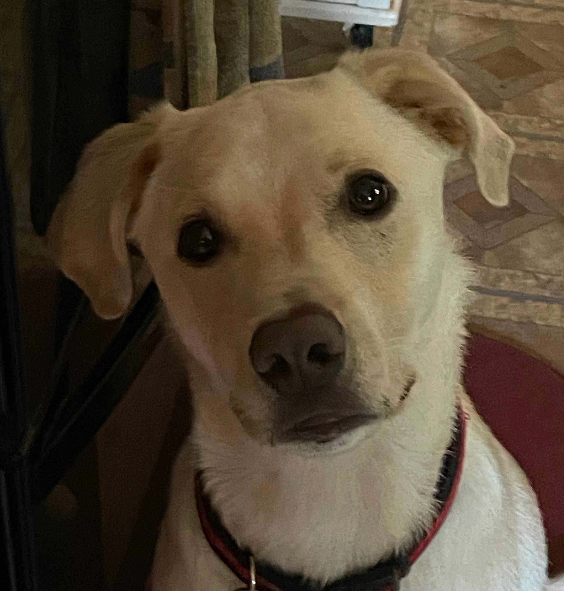 Tango is registered to the contest to win money with this photo: dog, pet, close_up, indoor, collar, light_fur, floor, patterned_floor, animal, cute, portrait, head, ears, canine, looking, expression, face, domestic_animal, mammal, companion