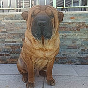 Nouky a rejoint le concours — aidez-le/la à gagner de superbes lots ! dog, shar_pei, wrinkles, pet, animal, sitting, outdoor, patio, stone_wall, furniture, tile_floor, brown_fur, canine, companion, guard_dog, sunlight, leisure, domestic_animal, quiet, calm
