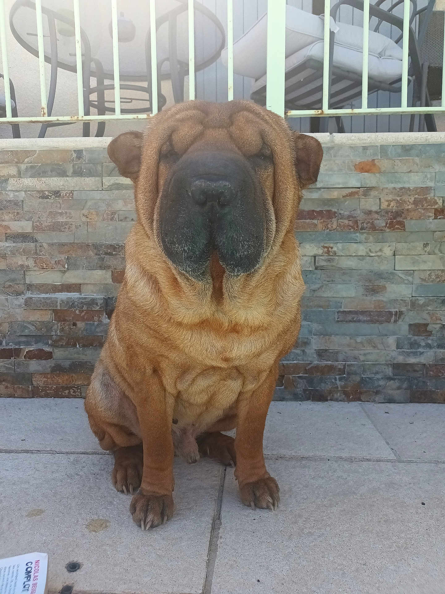 Nouky a rejoint le concours — aidez-le/la à gagner de superbes lots ! dog, shar_pei, wrinkles, pet, animal, sitting, outdoor, patio, stone_wall, furniture, tile_floor, brown_fur, canine, companion, guard_dog, sunlight, leisure, domestic_animal, quiet, calm