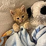 kitten, orange_cat, blanket, plush_toy, stuffed_animal, cozy, cute, furry, pet, indoor, soft_texture, snuggling, sleepy, animal, young_cat, adorable, comfort, closeup, resting, warm