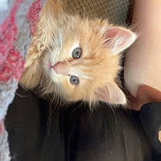 Steve joined the competition — help win amazing prizes! kitten, cat, orange_cat, fluffy, cute, pet, animal, blanket, cozy, lap, resting, curious_eyes, furry, indoor, soft_fur, person, clothing, black_clothing, closeup, adorable