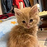 Steve joined the competition — help win amazing prizes! kitten, cat, orange_cat, fluffy, cute, pet, indoor, blanket, furniture, jacket, blue_blanket, patterned_blanket, cozy, animal, small, young, curious, fur, whiskers, ears