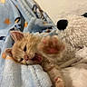 Steve is registered to the contest to win money with this photo: kitten, orange_cat, paw, blanket, blue_blanket, stars_pattern, stuffed_animal, white_toy, cozy, cute, pet, indoor, feline, soft, playful, animal, closeup, resting, young, sleepy