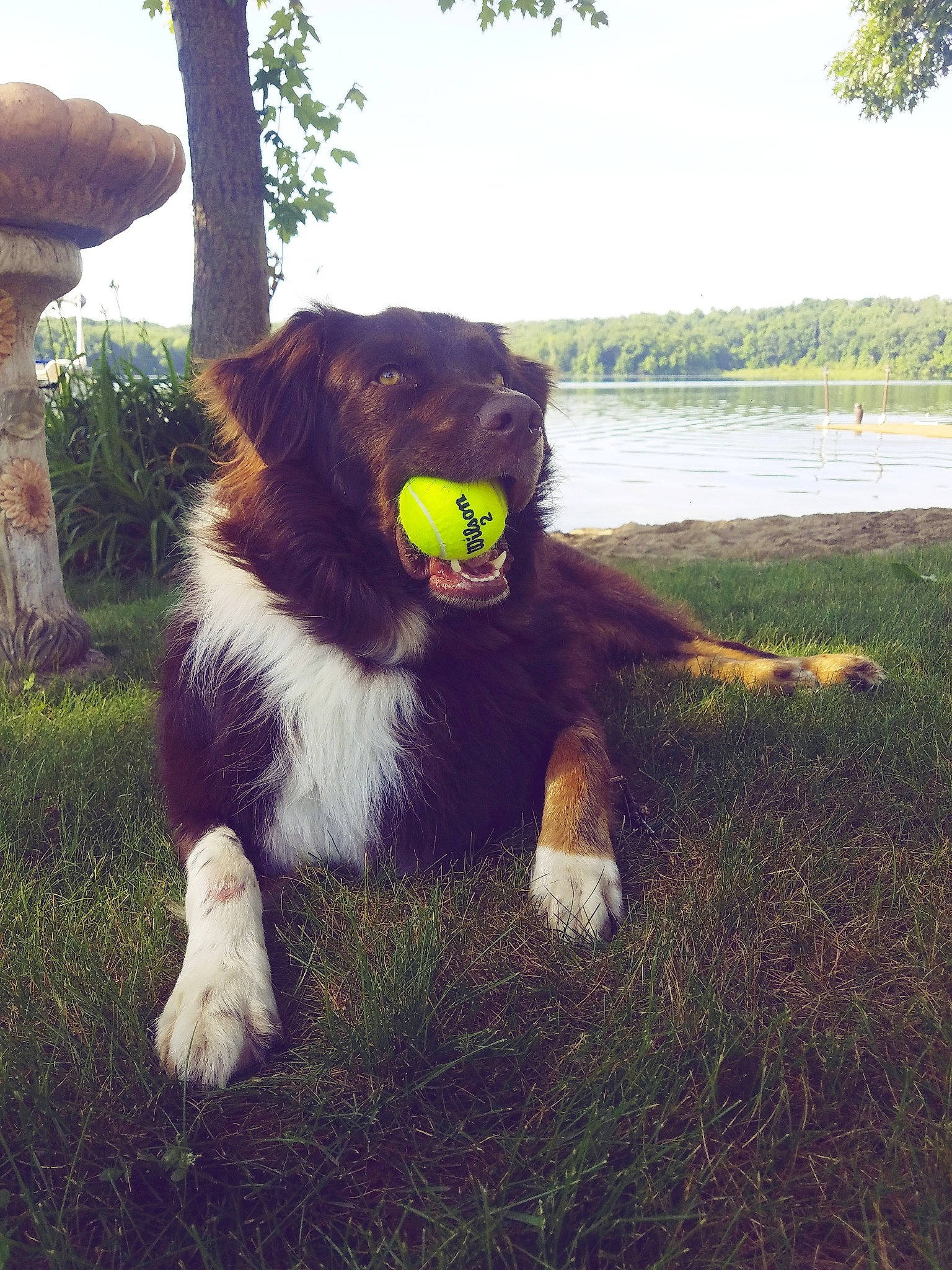 Harvest joined the competition — help win amazing prizes! adaptation, canidae, carnivore, dog, dog_breed, felidae, fur, grass, lion, nose, plant, sporting_group, tree