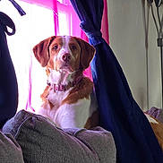 Napi is registered to the contest to win money with this photo: dog, brown_and_white_dog, collar, couch, curtains, window, indoor, pet, furniture, pink_curtain, blue_curtains, relaxed, domestic, cozy, home, animal, portrait, sitting, canine, household