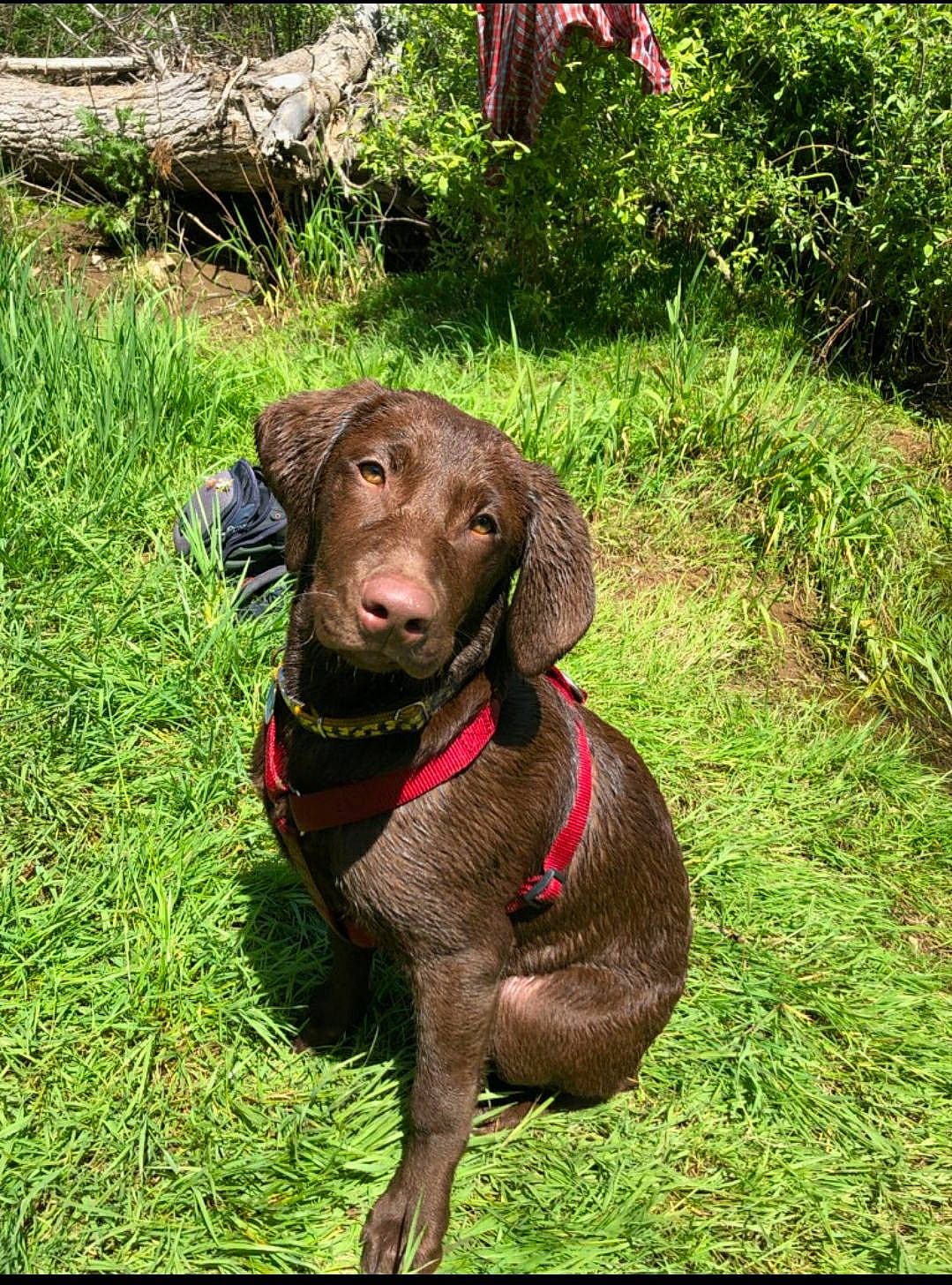 Nettle joined the competition — help win amazing prizes! canidae, carnivore, chesapeake_bay_retriever, dog, dog_breed, german_longhaired_pointer, german_shorthaired_pointer, grass, gun_dog, hunting_dog, labrador_retriever, liver, mammal, pointer, pointing_breed, pudelpointer, retriever, sporting_group, vertebrate, weimaraner