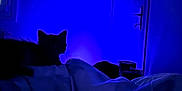 Apollon participe au concours pour gagner de l'argent avec cette photo : cat, bed, blanket, blue_light, dark, indoor, night, shadow, silhouette, window, door, furniture, quiet, resting, animal, cozy, room, low_light, soft, sleepy