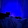 cat, bed, blanket, blue_light, dark, indoor, night, shadow, silhouette, window, door, furniture, quiet, resting, animal, cozy, room, low_light, soft, sleepy