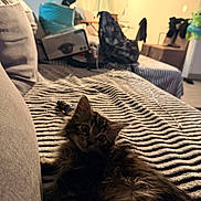 Apollon a rejoint le concours — aidez-le/la à gagner de superbes lots ! kitten, cat, furniture, couch, blanket, striped, indoor, living_room, pet, fur, curious, cozy, soft_light, household_items, window, curtains, table, chair, domestic, relaxing