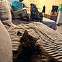 kitten, cat, furniture, couch, blanket, striped, indoor, living_room, pet, fur, curious, cozy, soft_light, household_items, window, curtains, table, chair, domestic, relaxing