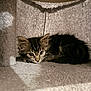 kitten, cat, feline, pet, fur, ears, whiskers, eyes, indoor, cozy, carpet, cat_condo, resting, cute, small, animal, curious, soft, cuddle, young