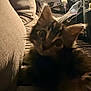 kitten, cat, blurry, close_up, couch, cushion, indoor, foot, sock, household, cozy, furniture, pet, curious, fur, striped, tabby, warm, soft, relaxed