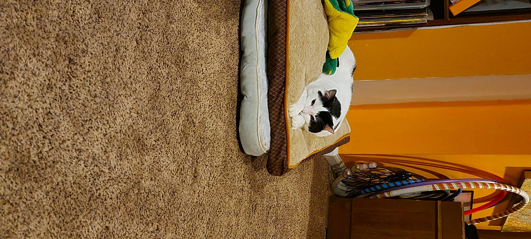 Cow is registered to the contest to win money with this photo: automotive_exterior, bag, carnivore, companion_dog, denim, dog, felidae, flooring, foot, fur, glove, human_leg, linens, pattern, small_to_medium_sized_cats, sneakers, street_fashion, vehicle_door, wood, wool