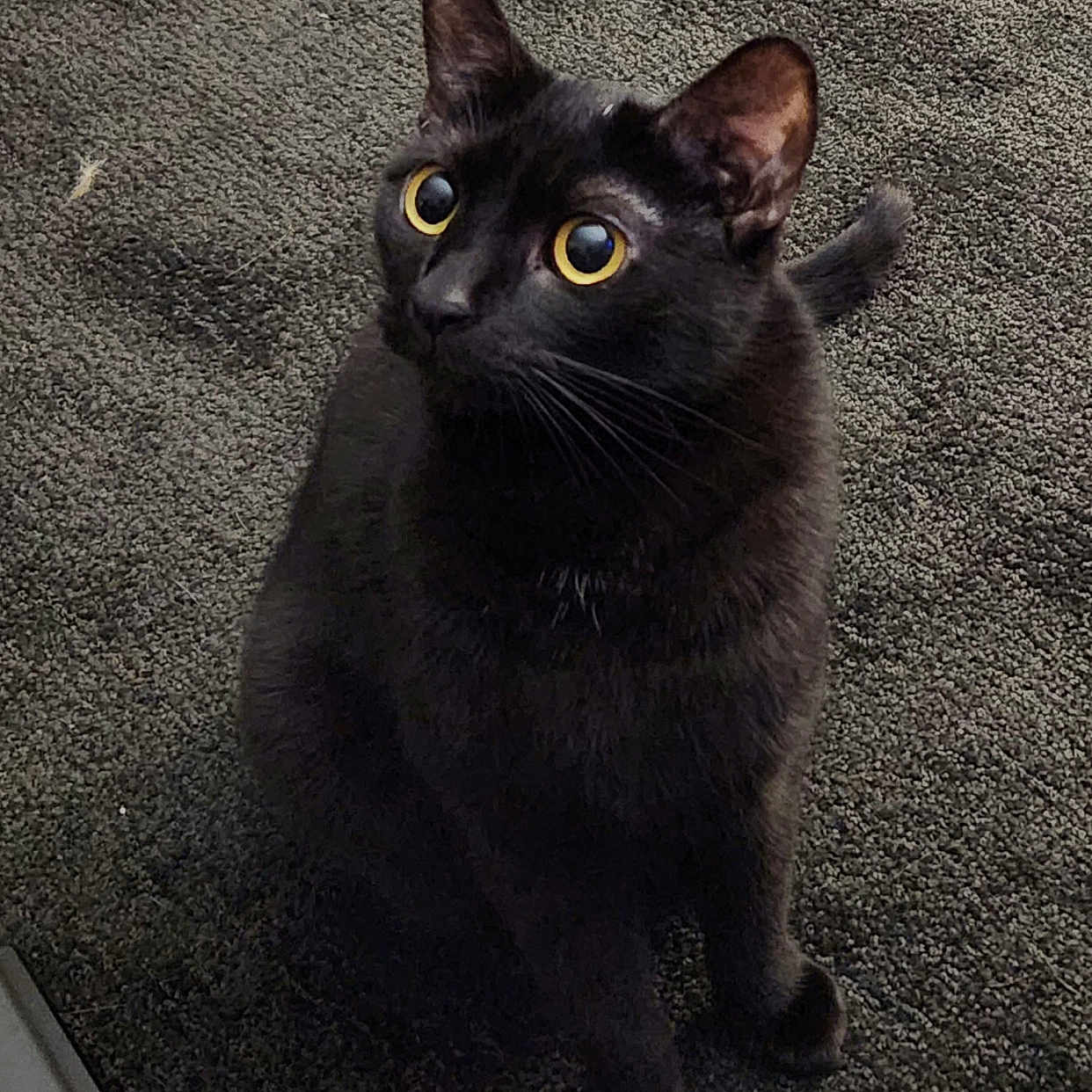 Carmilla