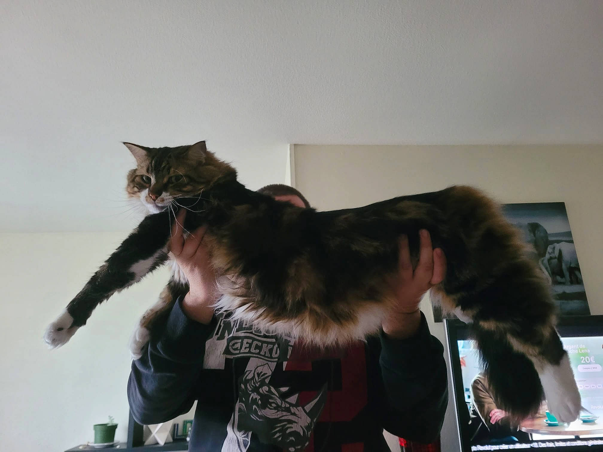 Rocket a rejoint le concours — aidez-le/la à gagner de superbes lots ! carnivore, cat, domestic_short_haired_cat, event, felidae, fur, gesture, paw, picture_frame, room, small_to_medium_sized_cats, tail, whiskers