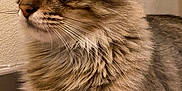 Tigrou participe au concours pour gagner de l'argent avec cette photo : cat, tabby, fluffy, fur, closeup, animal, pet, whiskers, ears, paws, floor, indoor, curious, feline, mammal, relaxed, portrait, texture, brown, striped