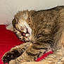 Tigrou participe au concours pour gagner de l'argent avec cette photo : cat, sleeping, tabby, fur, paws, whiskers, teeth, red_blanket, indoor, closeup, relaxed, cute, pet, animal, cozy, resting, feline, soft, mammal, domestic
