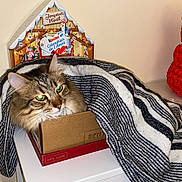 Tigrou a rejoint le concours — aidez-le/la à gagner de superbes lots ! cat, tabby_cat, blanket, cardboard_box, striped_blanket, holiday_decor, advent_calendar, teddy_bear, rose_teddy_bear, red_teddy_bear, indoor, feline, pet, cozy, furniture, table, cute, animal, decor, green_eyes