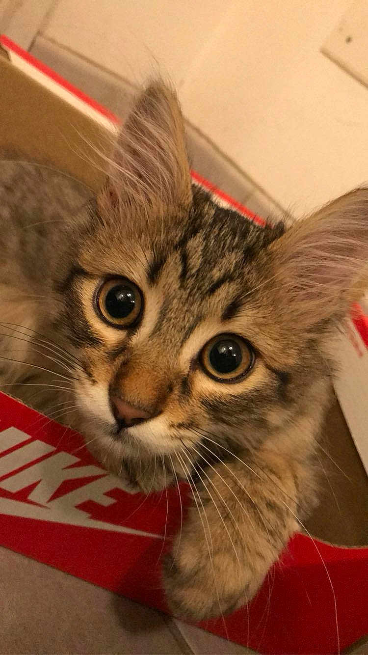 Tigrou participe au concours pour gagner de l'argent avec cette photo : cat, kitten, tabby, animal, pet, fur, whiskers, ears, eyes, nike, shoebox, cardboard, cute, closeup, indoor, floor, curious, young, playful, feline