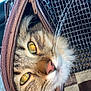 Tigrou participe au concours pour gagner de l'argent avec cette photo : cat, tabby, animal, pet, face, whiskers, eyes, fur, zipper, bag, checkered, brown, closeup, curious, peek, cozy, indoor, texture, fabric, reflection