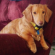 Chuckie joined the competition — help win amazing prizes! dog, armchair, indoor, pet, brown_dog, collar, jeans, furniture, relaxed, canine, domestic_animal, floor, household, cozy, resting, portrait, fur, animal, living_room, casual