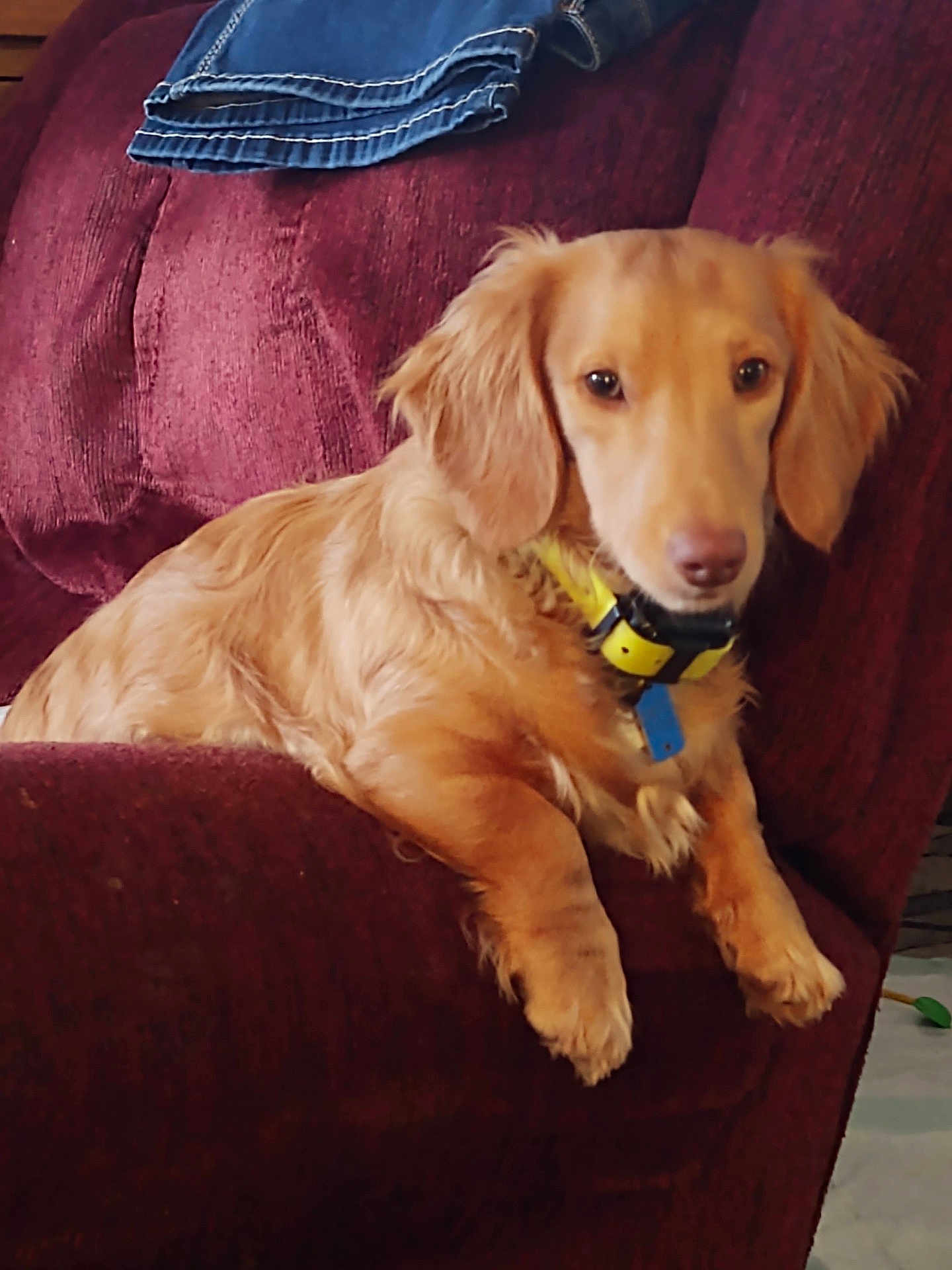 Chuckie joined the competition — help win amazing prizes! dog, armchair, indoor, pet, brown_dog, collar, jeans, furniture, relaxed, canine, domestic_animal, floor, household, cozy, resting, portrait, fur, animal, living_room, casual