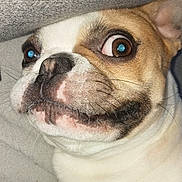 Lonny participe au concours pour gagner de l'argent avec cette photo : dog, close_up, pet, brown_eyes, white_fur, beige_fur, snout, whiskers, nose, expression, face, lying_down, texture, soft_surface, indoor, funny, animal, cute, portrait, wide_eyes