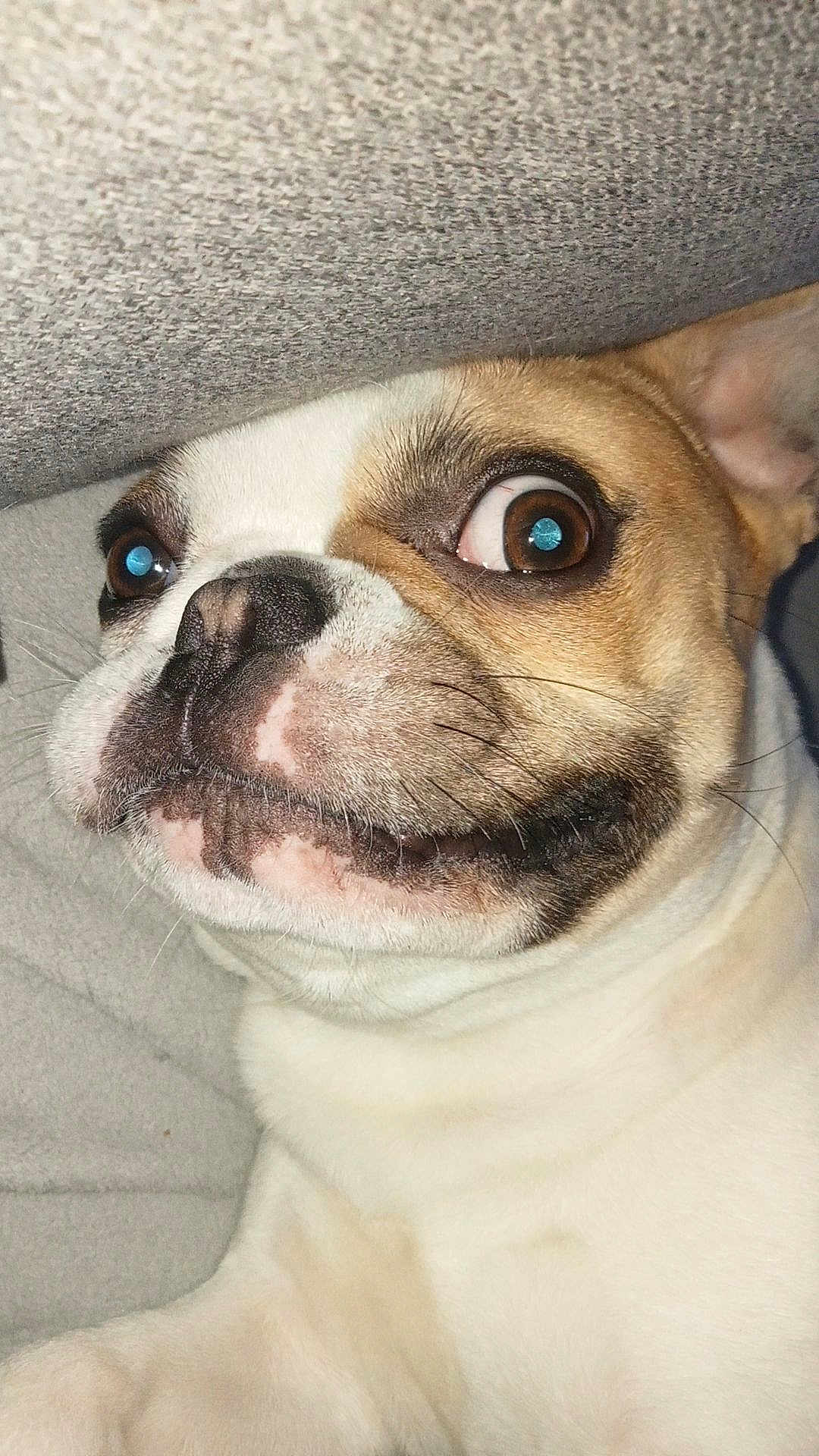 Lonny participe au concours pour gagner de l'argent avec cette photo : dog, close_up, pet, brown_eyes, white_fur, beige_fur, snout, whiskers, nose, expression, face, lying_down, texture, soft_surface, indoor, funny, animal, cute, portrait, wide_eyes