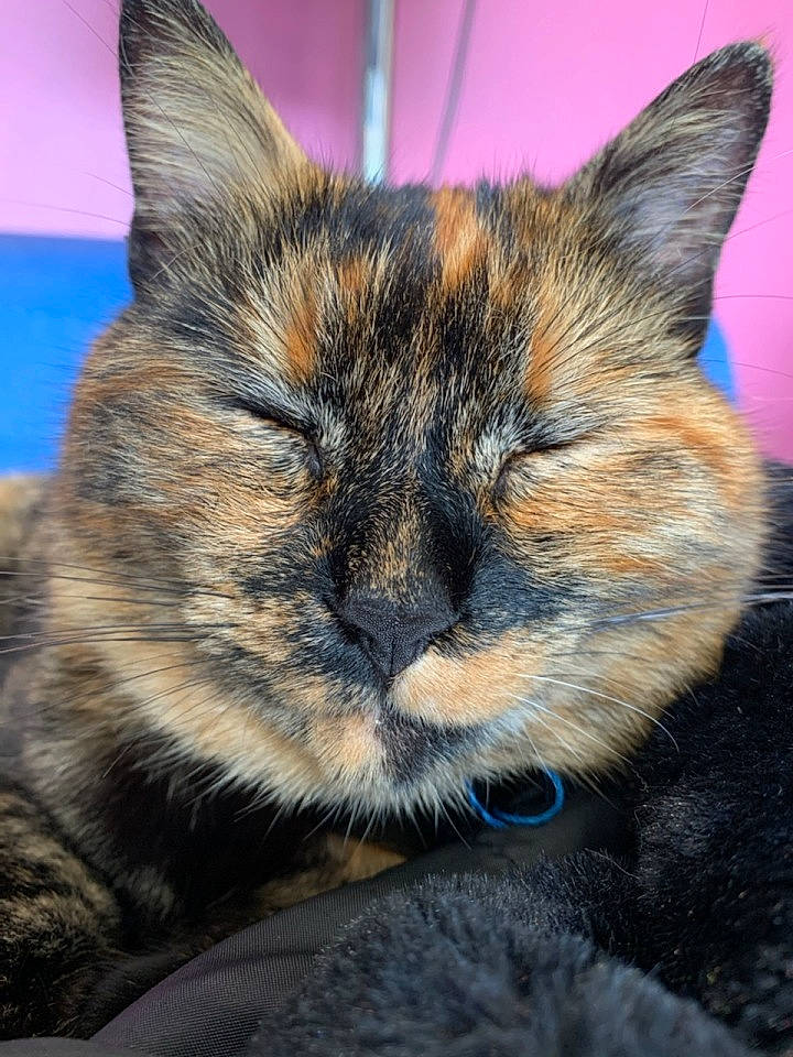 Sweetie participe au concours pour gagner de l'argent avec cette photo : carnivore, cat, comfort, domestic_short_haired_cat, ear, electric_blue, eye, fawn, felidae, fur, hair, head, iris, nap, paw, small_to_medium_sized_cats, snout, terrestrial_animal, whiskers, wildlife