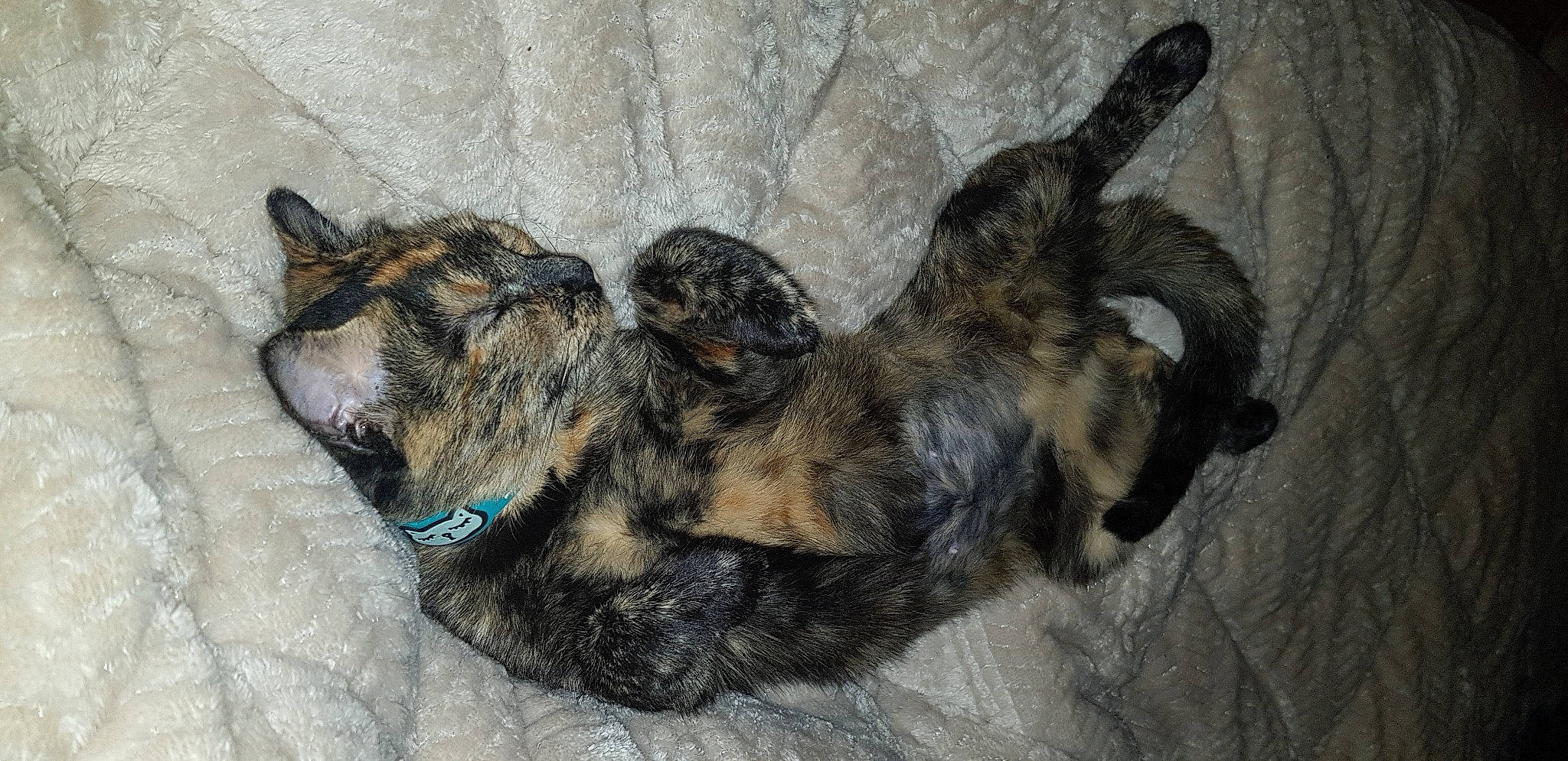 Sweetie a rejoint le concours — aidez-le/la à gagner de superbes lots ! cairn_terrier, canidae, carnivore, dog, dog_breed, mammal, puppy, vertebrate