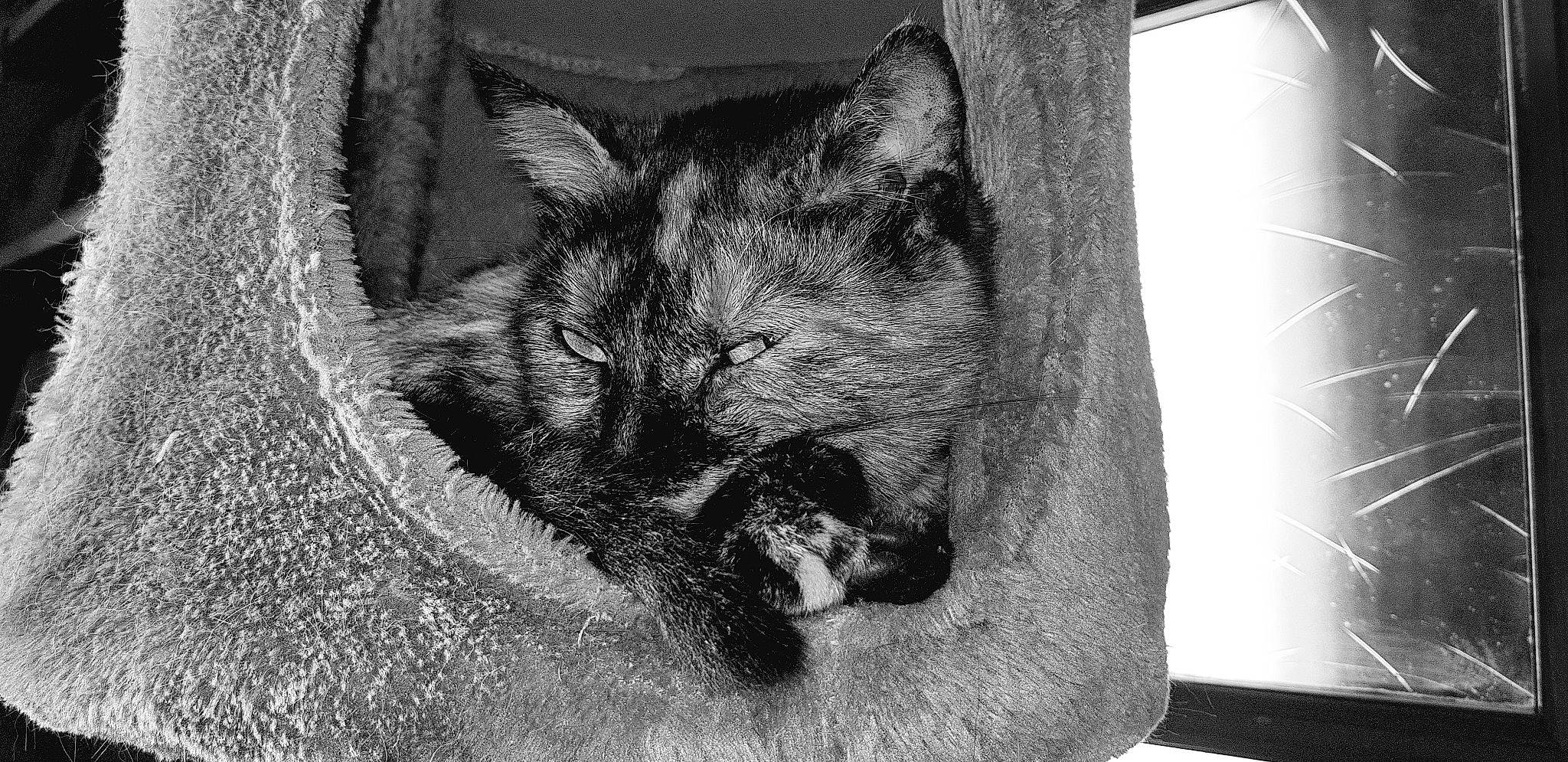 Sweetie participe au concours pour gagner de l'argent avec cette photo : black, black_and_white, canidae, carnivore, cat, domestic_short_haired_cat, felidae, monochrome, monochrome_photography, photography, small_to_medium_sized_cats, snout, style, whiskers, wildlife