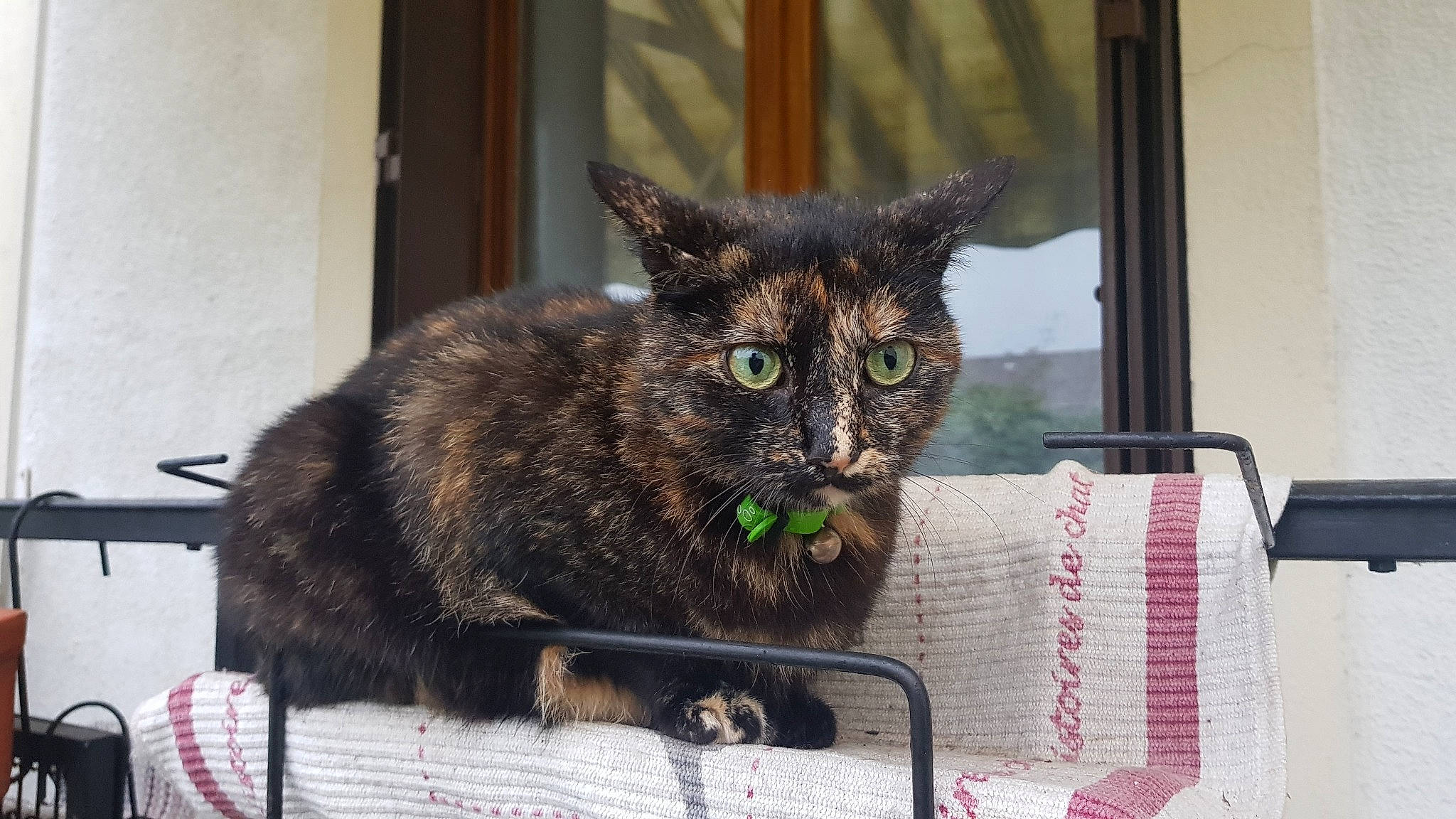 Morgat a rejoint le concours — aidez-le/la à gagner de superbes lots ! american_shorthair, asian, black_cat, british_semi_longhair, california_spangled, carnivore, cat, domestic_short_haired_cat, dragon_li, european_shorthair, felidae, german_rex, korat, mammal, ojos_azules, small_to_medium_sized_cats, tabby_cat, whiskers