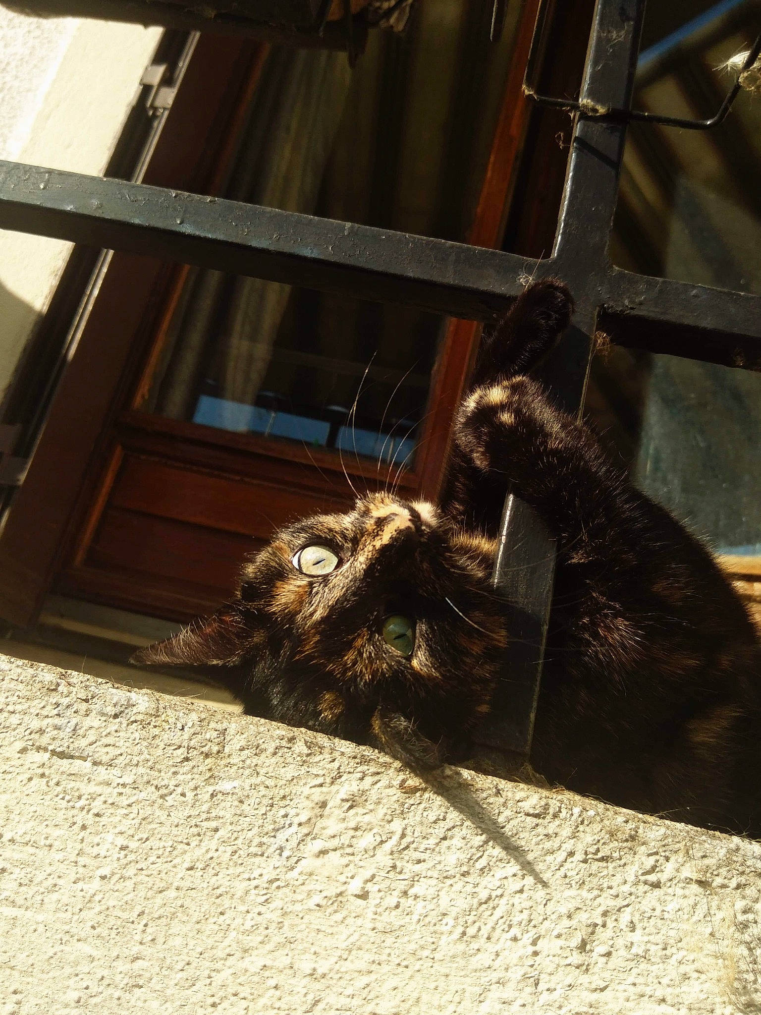 Morgat participe au concours pour gagner de l'argent avec cette photo : cat, felidae, shadow, small_to_medium_sized_cats, window, wood