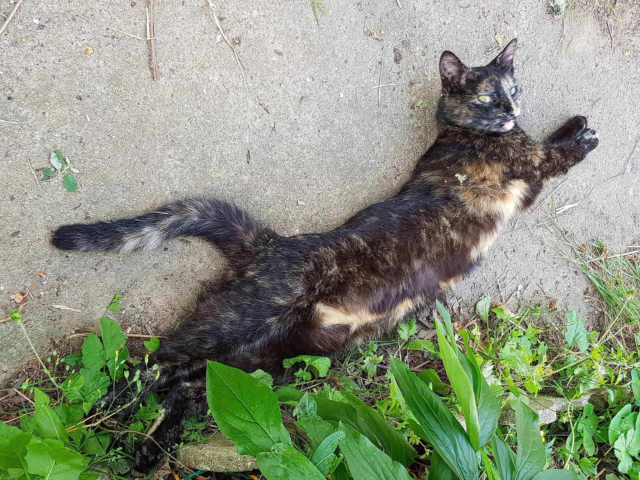 Morgat participe au concours pour gagner de l'argent avec cette photo : carnivore, cat, domestic_short_haired_cat, felidae, grass, plant, small_to_medium_sized_cats, tail, whiskers, wild_cat, wildlife