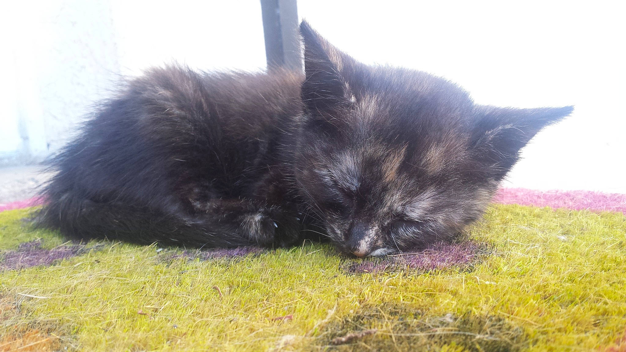 Morgat a rejoint le concours — aidez-le/la à gagner de superbes lots ! black_cat, carnivore, cat, domestic_long_haired_cat, domestic_short_haired_cat, fawn, felidae, fur, grass, kitten, maine_coon, mammal, nebelung, norwegian_forest_cat, persian, small_to_medium_sized_cats, snout, tail, vertebrate, whiskers